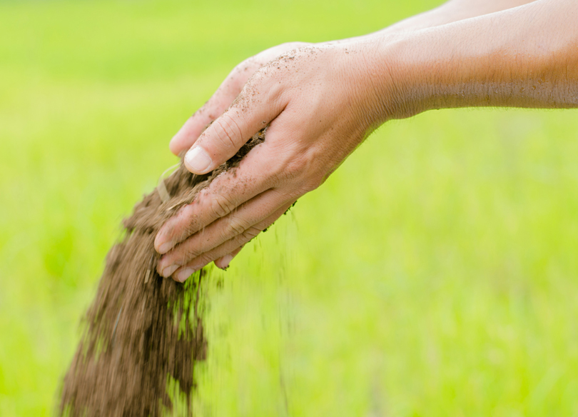 Plant organic compost fertilizer poring with farmer hand